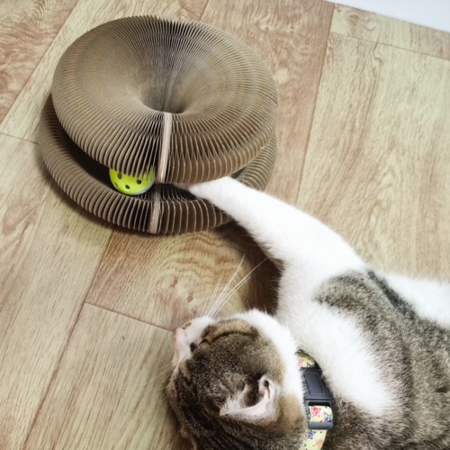 Foldable Cat Scratching Board with Ball Toy – Cardboard Scratcher for Indoor Cats